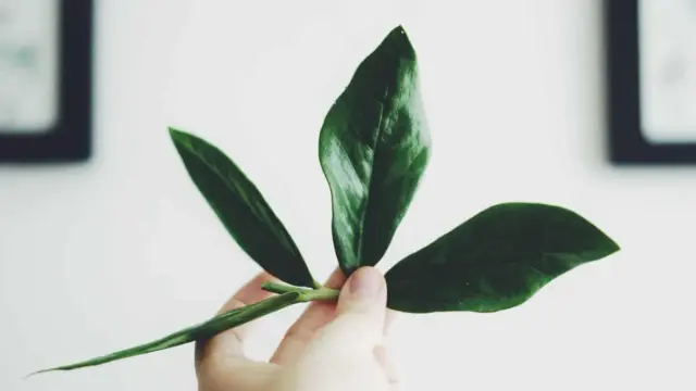 En hand håller en vacker garderobsblomma stickling med tre mörkgröna blad.